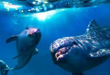 ТОП-20 цікавих фактів про дельфінів