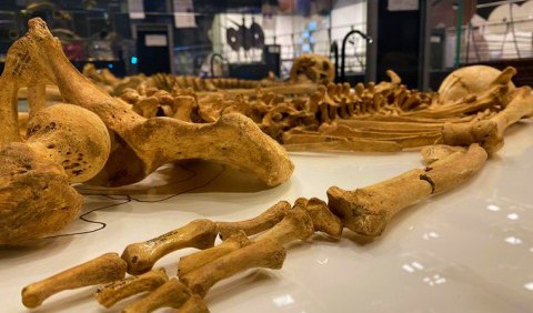 У датському музеї виявили втрачені кістки вікінгів