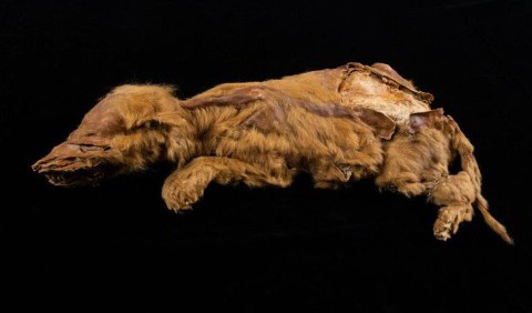 У Канаді знайшли мумію вовченя віком 57 000 років