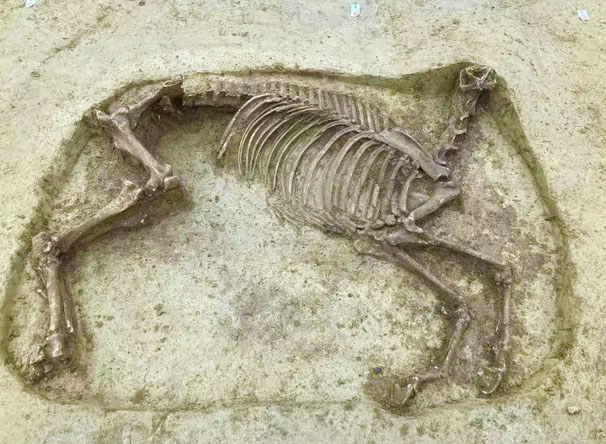 У Німеччині на середньовічному цвинтарі знайшли останки обезголовленого коня та його вершника