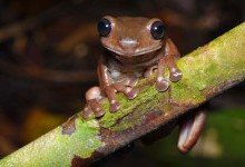 У Новій Гвінеї виявили «шоколадних» жаб