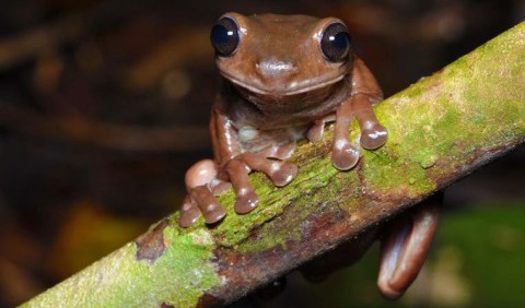 У Новій Гвінеї виявили «шоколадних» жаб