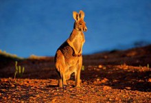 Стародавній перебіжчик: у Новій Гвінеї знайшли примітивного кенгуру