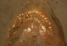 У Перу виявили сліди жертвопринесення морських тварин