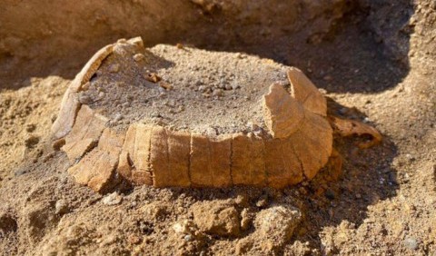 У Помпеях археологи розкопали черепаху, яка так і не встигла відкласти яйце