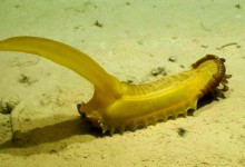 У Тихому океану знайдено «мармеладну білку» на глибині 5 км