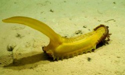 У Тихому океану знайдено «мармеладну білку» на глибині 5 км