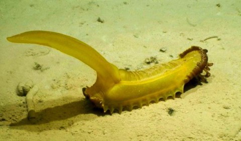 У Тихому океану знайдено «мармеладну білку» на глибині 5 км