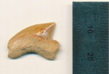 У Єрусалимі знайшли скарб, якому 3000 років