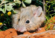В Австралії знайшли тварину, яка вважалася вимерлою 150 років тому