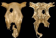 Вчені описали найдавніший випадок трепанації черепа тварини