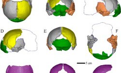 Вчені реконструювали череп чоловіка, який жив на території Китаю 200 000 років тому