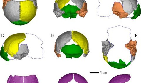 Вчені реконструювали череп чоловіка, який жив на території Китаю 200 000 років тому