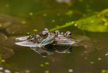 8 тисяч кісток: вчені розгадують таємницю одночасної загибелі сотень жаб в Англії
