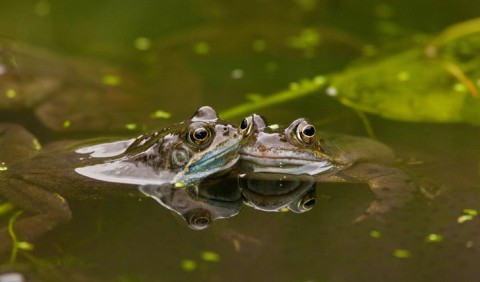 8 тисяч кісток: вчені розгадують таємницю одночасної загибелі сотень жаб в Англії