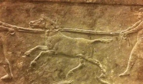 «Кунга» з Месопотамії: вчені виявили першу гібридну тварину, виведену 4500 років тому