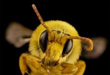 Знайшли заміну бджолам: вчені винайшли роботів зі штучним інтелектом для запилення рослин