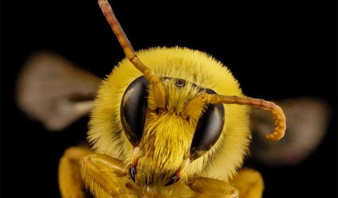 Знайшли заміну бджолам: вчені винайшли роботів зі штучним інтелектом для запилення рослин