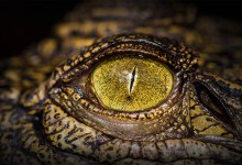 Вчені вивчили останки гігантського крокодила