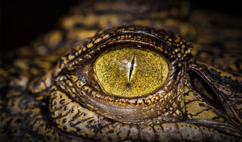 Вчені вивчили останки гігантського крокодила