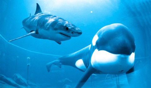 Вчені вперше зняли полювання косаток на білих акул