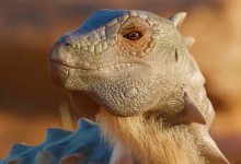 Крихітний дракон: вчені з'ясували, як виглядав динозавр розміром з вгодовану кішку