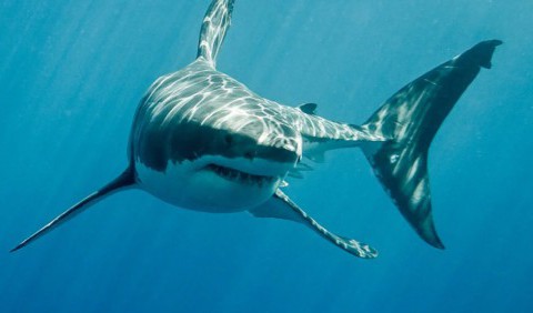 7 місць на планеті, де акула – реальна небезпека