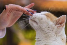 Ви неправильно гладите свою кішку: наука знає, як перестати дратувати улюбленця