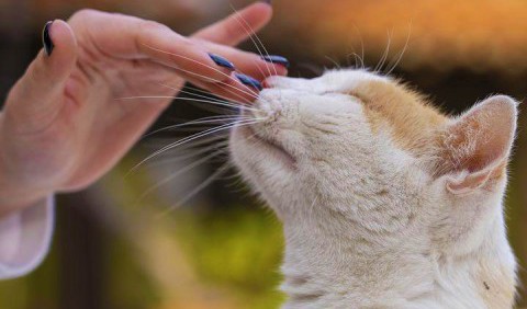Ви неправильно гладите свою кішку: наука знає, як перестати дратувати улюбленця