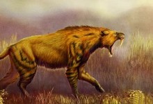 Один із перших стародавніх хижаків планети: відкрито новий вид шаблезубого ссавця