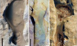 Виявлено найстаріші сліди неандертальців у Європі