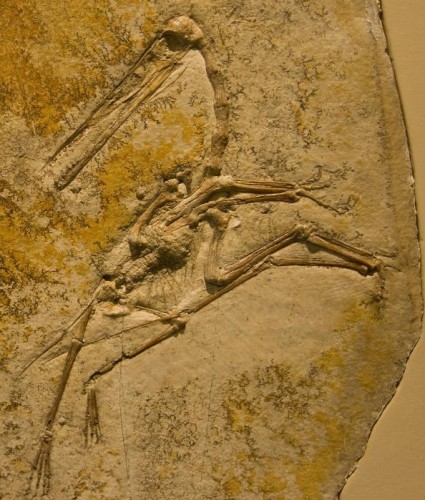 Закам'янілість Pterodactylus kochi (Американський Музей Природної історії, м. Нью-Йорк, США)