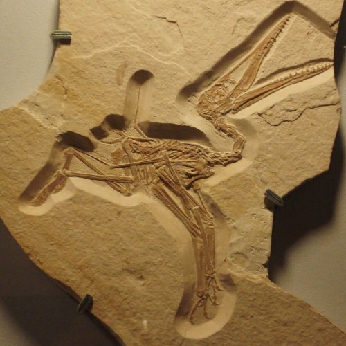 Закам'янілість Pterodactylus kochi (Музей бурмістра Мюллера)