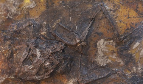 Сотні жаб загинули в болоті 45 млн років тому