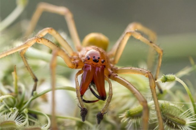 Жовтосумний колючий павук