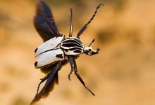 Найбільші жуки у світі: ТОП-10
