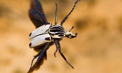 Найбільші жуки у світі: ТОП-10