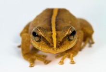 Знайдено найдавнішу на Карибах жабу