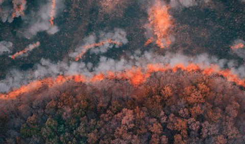 Знайдено сліди найдавнішої пожежі в історії — їй 430 мільйонів років