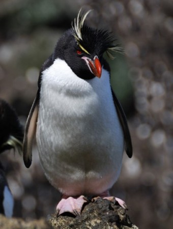 Золотоволосий пінгвін (Eudyptes chrysocome)