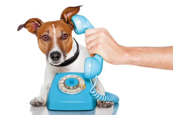 Протестовано прототип телефону для собак