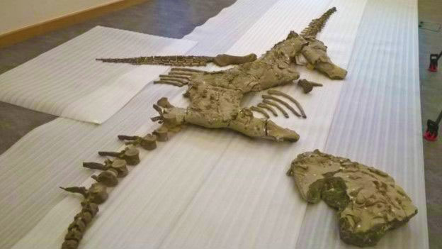 Скелет, що пилився в музеї, виявився новим видом морських динозаврів – 2