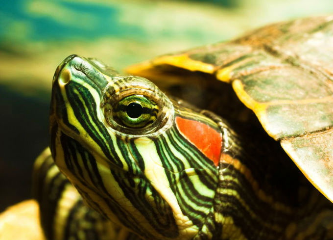Скільки живуть черепахи – 2