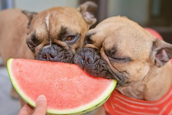 Якими фруктами та ягодами можна годувати собак