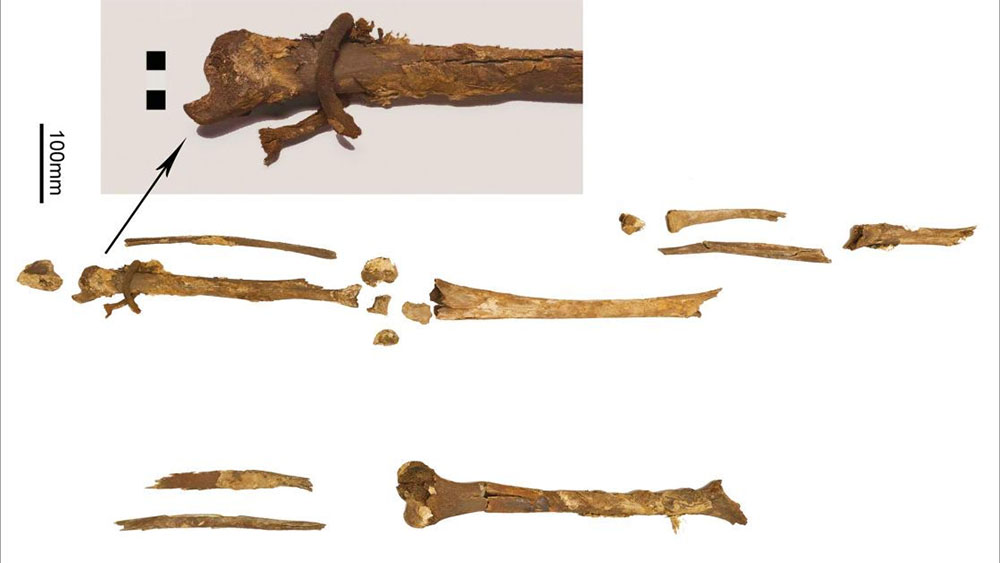 У датському музеї виявили втрачені кістки вікінгів – 2