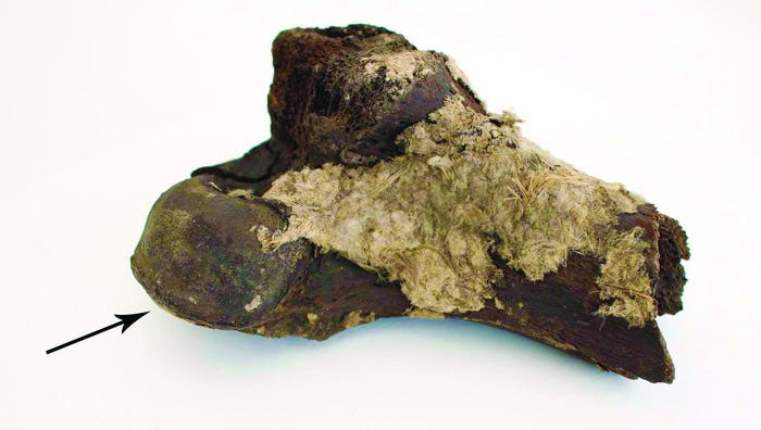 У датському музеї виявили втрачені кістки вікінгів