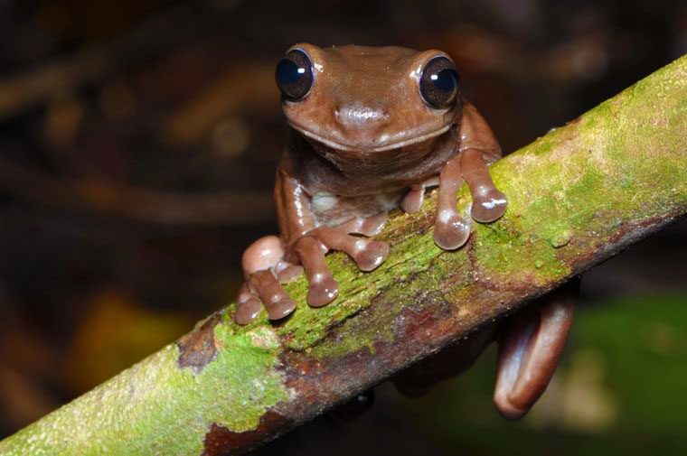 У Новій Гвінеї виявили шоколадних жаб