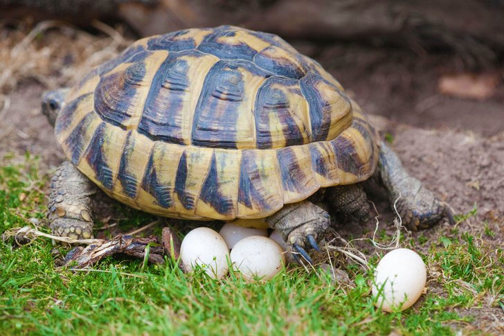 У Помпеях археологи розкопали черепаху, яка так і не встигла відкласти яйце – 2