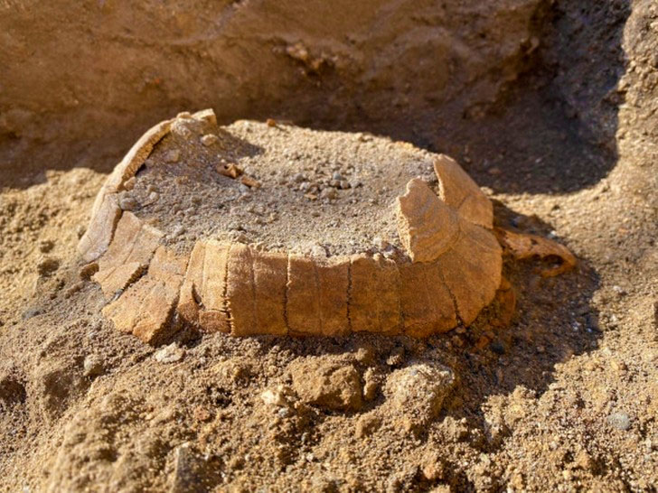 У Помпеях археологи розкопали черепаху, яка так і не встигла відкласти яйце
