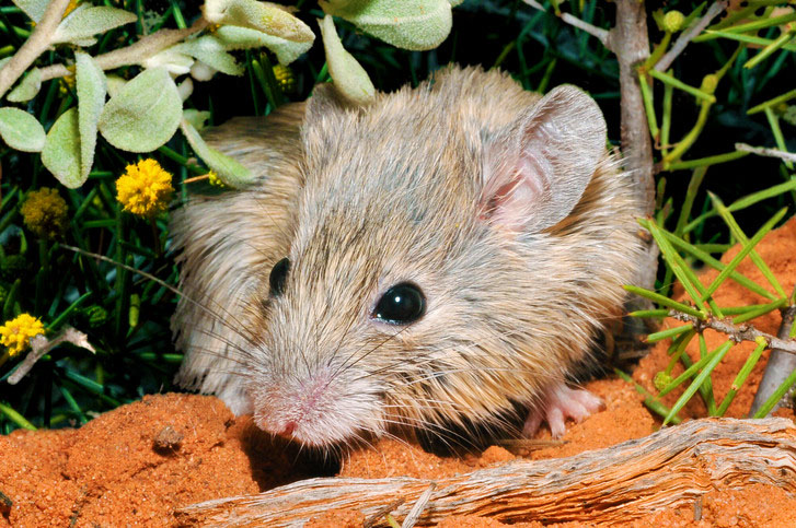 В Австралії знайшли тварину, яка вважалася вимерлою 150 років тому